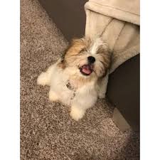 Teacup & toy poodle puppies for sale. Brown White Teacup Shih Tzu For Sale In Atlanta Georgia Puppies For Sale Near Me