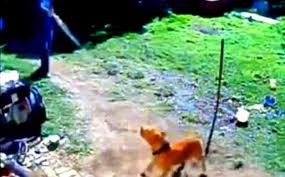 Police Officer Caught On Cctv Taunting Chained Dog With Pepper Spray Removed From Duty Daily Mail Online