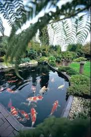 Alimenation complète, saine et équilibrée. Le Jardin En Mode Poissons Et Bassins Naturels Blog Ma Maison Mon Jardin