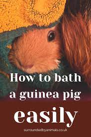 Pin On Guinea Pig Care