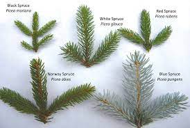 12.09.2019 · blue spruce vs. Spruce Up Your Id Skills Autumn 2011 Knots And Bolts