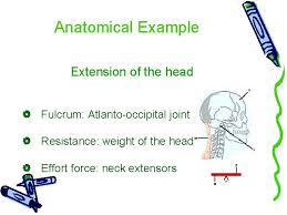 Together with the atlantoaxial joint (lower head joint) and the muscular attachments, it. Levers What Is A Lever A Lever Is