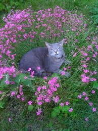 How to put a cat to sleep at home without a vet? Pet Hospice And In Home Euthanasia C A R E