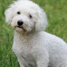 The bichon frise poodle (miniature) mix, is a mixed breed dog resulting from breeding the bichon frise and the poodle (miniature). Bichon Poo Breed Information And Facts