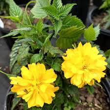 Image result for Kerria japonica