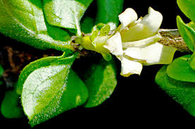 Image result for Coddia rudis