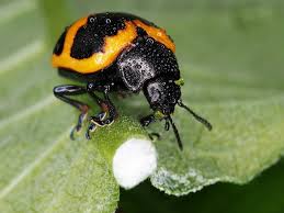 Check spelling or type a new query. Swamp Milkweed Leaf Beetle Photograph By Atchayot Rattanawan