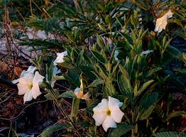 Image result for Thunbergia kirkiana