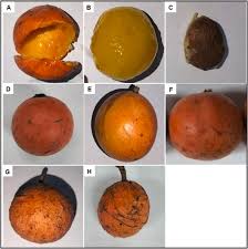 Image result for Salacia madagascariensis