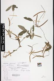 Image result for Macrotyloma stenophyllum