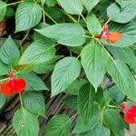 Image result for Impatiens stuhlmannii