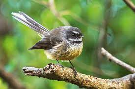 A Guide To New Zealand S Backyard Birds