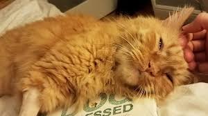Gallstones In Cats Vital Facts We Need To Know About It Cat Lovers