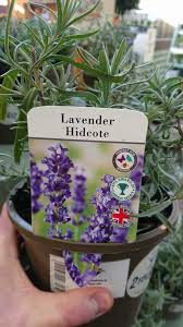 See full list on gardenerreport.com How To Grow And Care For Lavender Hidcote Gardener Report