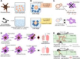 A plant cell wall consists primarily of carbohydrates, like pectins, cellulose and hemicellulose. Pdf Function And Biosynthesis Of Cell Wall A 1 3 Glucan In Fungi Semantic Scholar