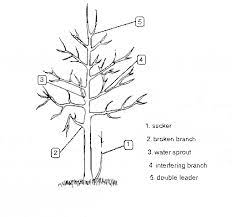 Old trees require different kinds of pruning than young trees do, simply for the fact that you can't shape the trees' growth as. Prune Neglected Overgrown Fruit Trees During Winter Fig Pruning Apple Trees Apple Tree Fruit Trees