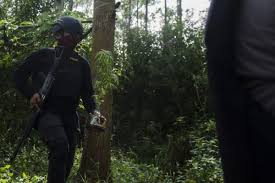 Polisi tangkap 4 pengedar ganja di papua, salah satunya remaja 16 tahun. Mentan Cabut Aturan Penetapan Ganja Jadi Tanaman Obat