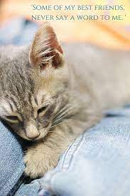 Here, in no particular order, are ten of our favorite quotes of all time about our feline friends. Some Of My Best Friends Never Say A Word To Me Best Friends Pets Cat Love Best Friends
