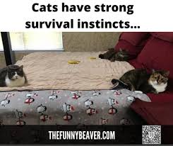 Pin On Funny Animals
