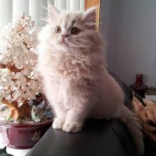 Cream Doll Face Persian Kitten Instagram Com Dollfacemadison Persian Cat Cats Persian Cat Doll Face