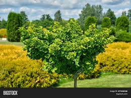 Baby marrows baby marrows or zucchini are a truly versatile and rewarding summer crop that can be grown successfully by even the most inexperienced gardener. Ginkgo Tree Ginkgo Image Photo Free Trial Bigstock