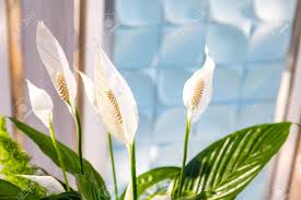 Check spelling or type a new query. White Flowers And Large Green Leaves Of Spathiphyllum Stock Photo Picture And Royalty Free Image Image 110116564