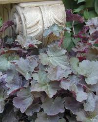 Image result for Heuchera `Palace Purple`