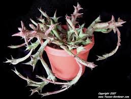 Image result for Orbea schweinfurthii