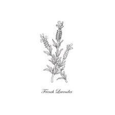 We did not find results for: French Lavender Botanical Drawing Black And White Drawing By Irina Sztukowski