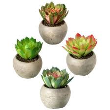 This classic succulent houseplant seems nearly indestructible. Mini Succulent Potted Plants Artificial Green House And Office Plants Platt Designsplatt Designs