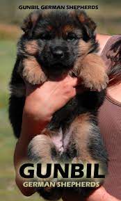 Maybe you would like to learn more about one of these? Gunbil German Shepherd Breeders Larkspur Colorado 80118
