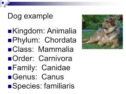 Taxonomy Of German Shepherd Goldenacresdogs Com