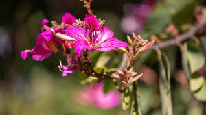 The Hong Kong Orchid tree (Bauhinia ...