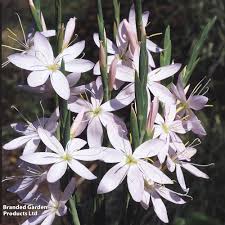 Image result for Hesperantha