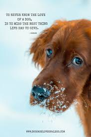 Learn how to housebreak a puppy in 6 days for free. A Dog Will Teach You Unconditional Love If You Can Have That In Your Life Things Won T Be Too Bad Share If You The Love Of A Dog Love