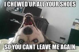 Funny Dog Meme Husky Funny Dogs Dog Quotes Funny Funny Animals