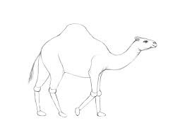 Here in this lesson you will learn how to draw a camel step by step. How To Draw A Camel