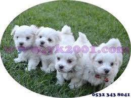 Maltese Teacup Terrier Yavrulari Yavru Kopek Kopek Turleri Kopek