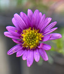 Image result for Wahlenbergia paludicola