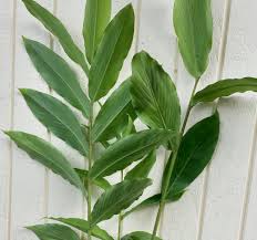 Image result for Aframomum angustifolium