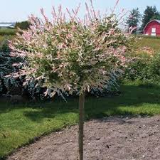 The flamingo tree is the perfect tree for small gardens, and makes superb spring colour. Salix Flamingo