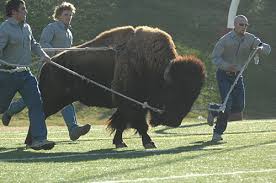The official twitter account for texas a&m university! Wtamu Herdsmen History Wtamu
