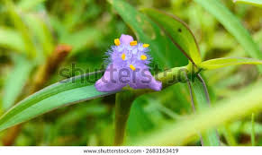 Image result for Cyanotis axillaris