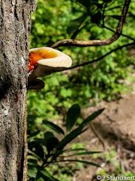 Image result for Ganoderma tsugae