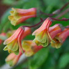 Bomarea Hirtella Seeds Flower Seeds Flowers Seeds Online