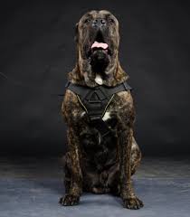Eine abstammung vom mastino napoletano ist umstritten, er ist ein. Hundegeschirr Nylon Fur Cane Corso K9 Hunde