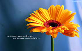 Awesome 61 Meaningful Pictures With Some Inspirational Quotes Bunga Daisy Gerbera Daisy