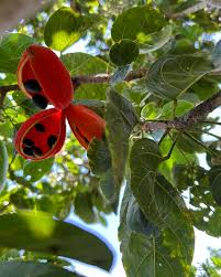 Image result for Sterculia appendiculata