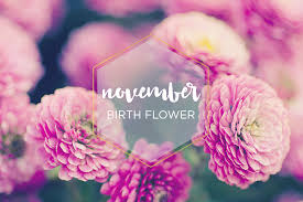 Same day flower delivery and full service garden center in stillwater, mn. November Birth Flower Chrysanthemum Ftd Com