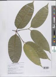 Image result for Hunteria